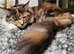 Lovely Tiger Girl Maine Coon