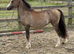 Welsh a yearling colt