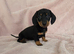 Miniature Dacshund Pups
