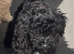 3 puppy toy poodles