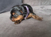 Yorkshire Terrier puppies