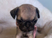 Frug puppies