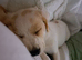 16 week old lemon beagle