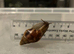 1 wild type Giant African land snail (COLLECTION ONLY)