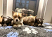 Kc Pembroke corgi puppies