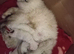 Part ragdoll Kittens ready to view