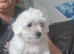 Sweet Maltese puppy's