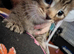6 tabby kittens