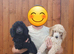 READY NOW! Standard poodle puppies kc registered