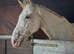 16.2hh 5 year old all rounder/project!