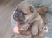 Chow chow puppies