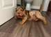 Shar Pei Puppy