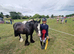 Lovely black cob for sale