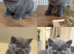 British shorthair kittens