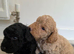 Beautiful Minature Cockapoo F1B puppies