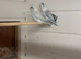 Breeding pair of parrotlets