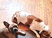 SPAYED FRENCH BULLDOG.