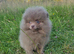 CHIAO LI YA lineage pomeranian puppies