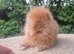 Stunning Teddydwerg babies for sale- parents imported