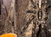 Various / Tarantula collection