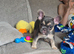 Kc Reg French bulldog puppy