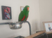 Male eclectus approximately 8 years old