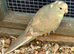 Aviary bred kakariki