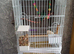 Blue conure