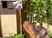 Miniature Dachshund Puppies