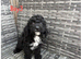 Cockapoo pups