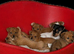 Miniature Jack Russell puppies