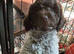 2 beautiful cockapoos for sale