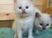 Beautiful Flame Point Ragdoll kittens