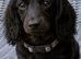 Bonnie. Long hair black brindle