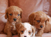 Stunning Health Tested F1b Cavapoo Puppies