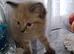 Gorgeous fluffy balls of