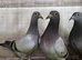 10 youngsters racing pigeons