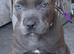 Stunning cane corso puppies