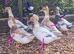 Trios Crested Miniature Appleyard Ducks aka Crested Bantam Ducks