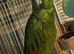 Male yellow crested amazon for sale