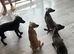 Italian greyhound x whippet