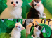 Maine Coon