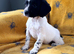 English Springer spaniels