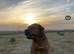 Dog 7 months old bull mastiff cross Dog Bordeaux