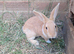 Beautiful bunnies