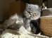 Beautiful cuddly ragdoll x Persian