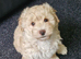 BEAUTIFUL TINY MALTIPOO GIRL