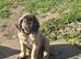 Kc reg Old English mastiff puppies