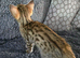 F3c Savannah kittens