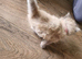 Pure bred lynx Ragdoll kittens.